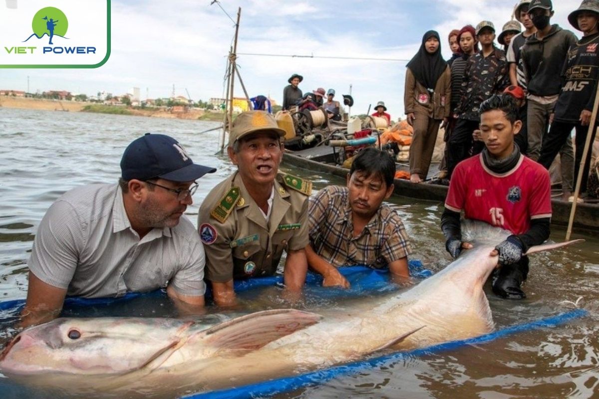 Giant Mekong Catfish