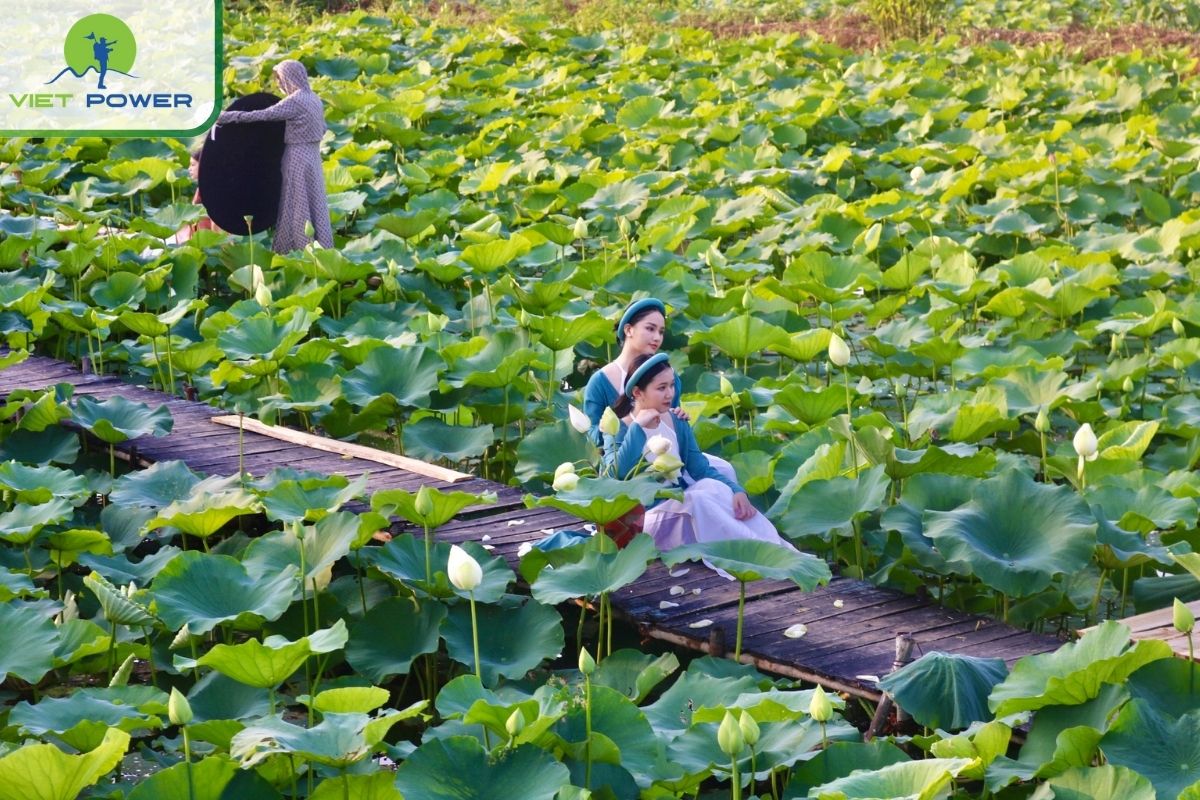 Take pictures with lotus flowers in West Lake