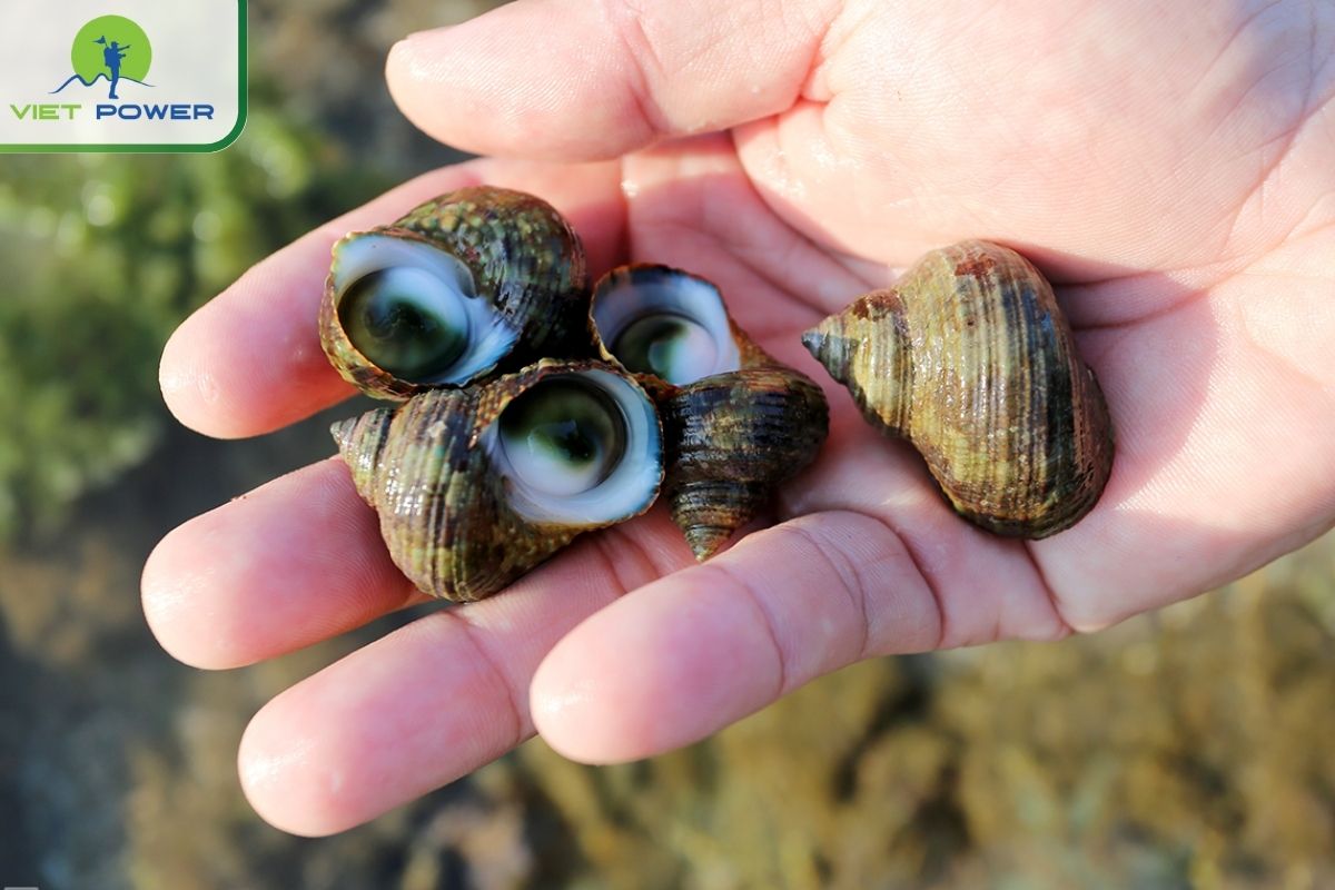 Pick up shells and snails at black stone beach