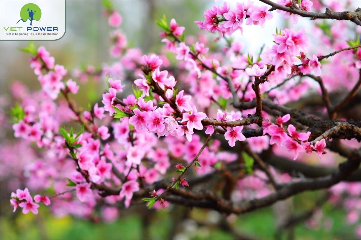 (5) colors and flowers