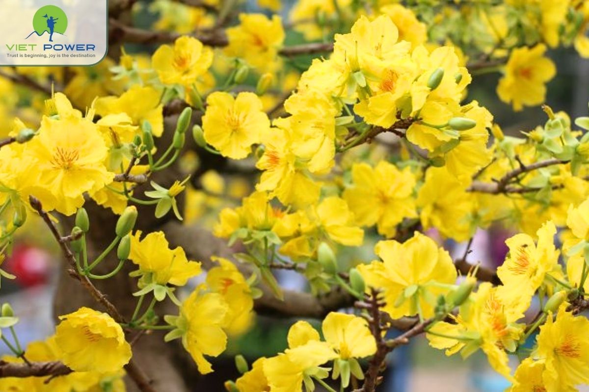 (6) colors and flowers