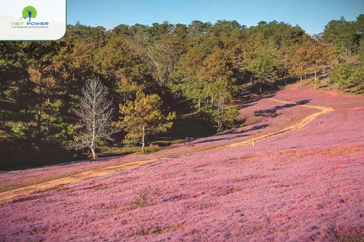 Da Lat is the city of flowers