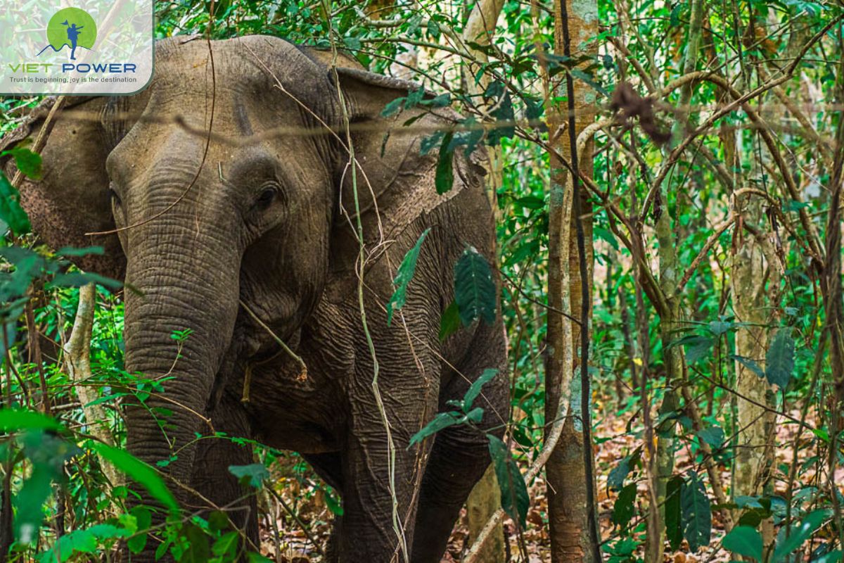 Elephant culture and Buon Don