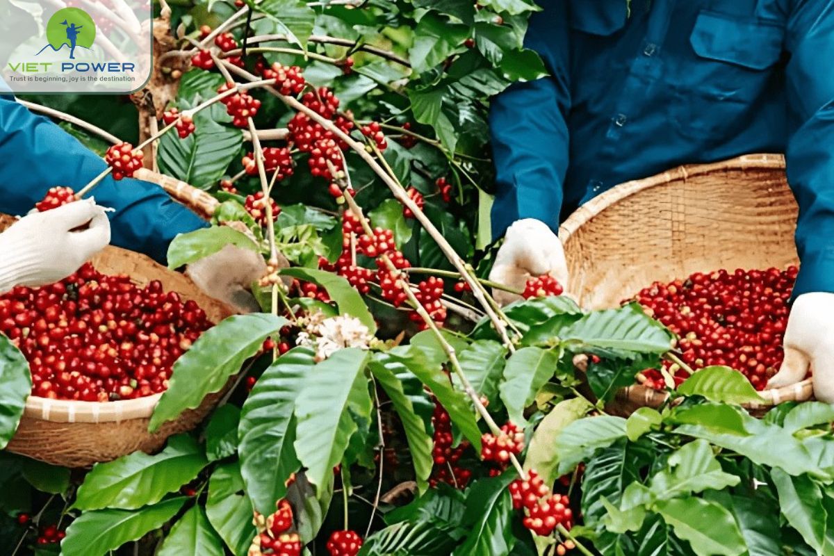 The Coffee Capital