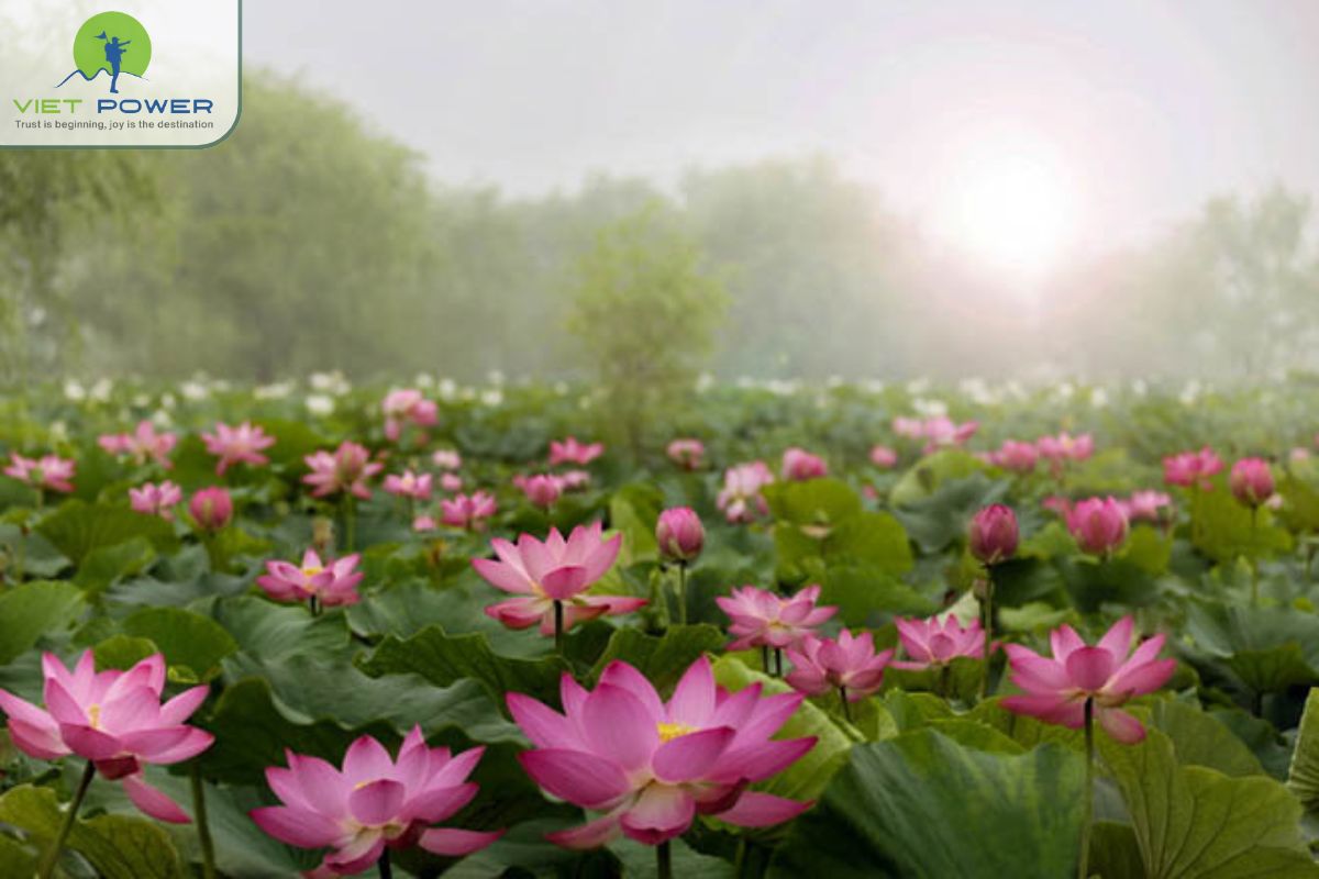 The Lotus Season