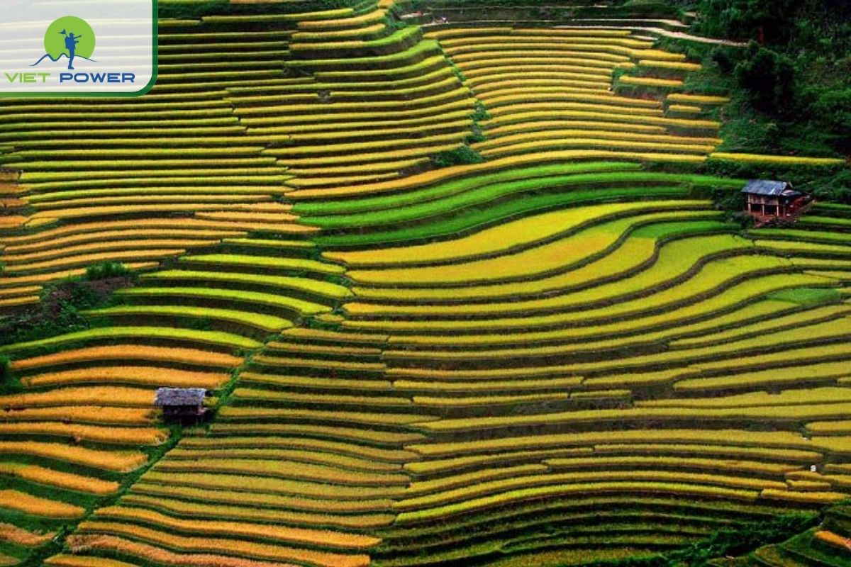 Quick Facts About Sapa Rice Fields Vietnam