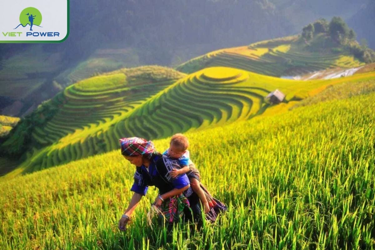 Best Seasons to Trek Through Vietnamese Rice Paddies