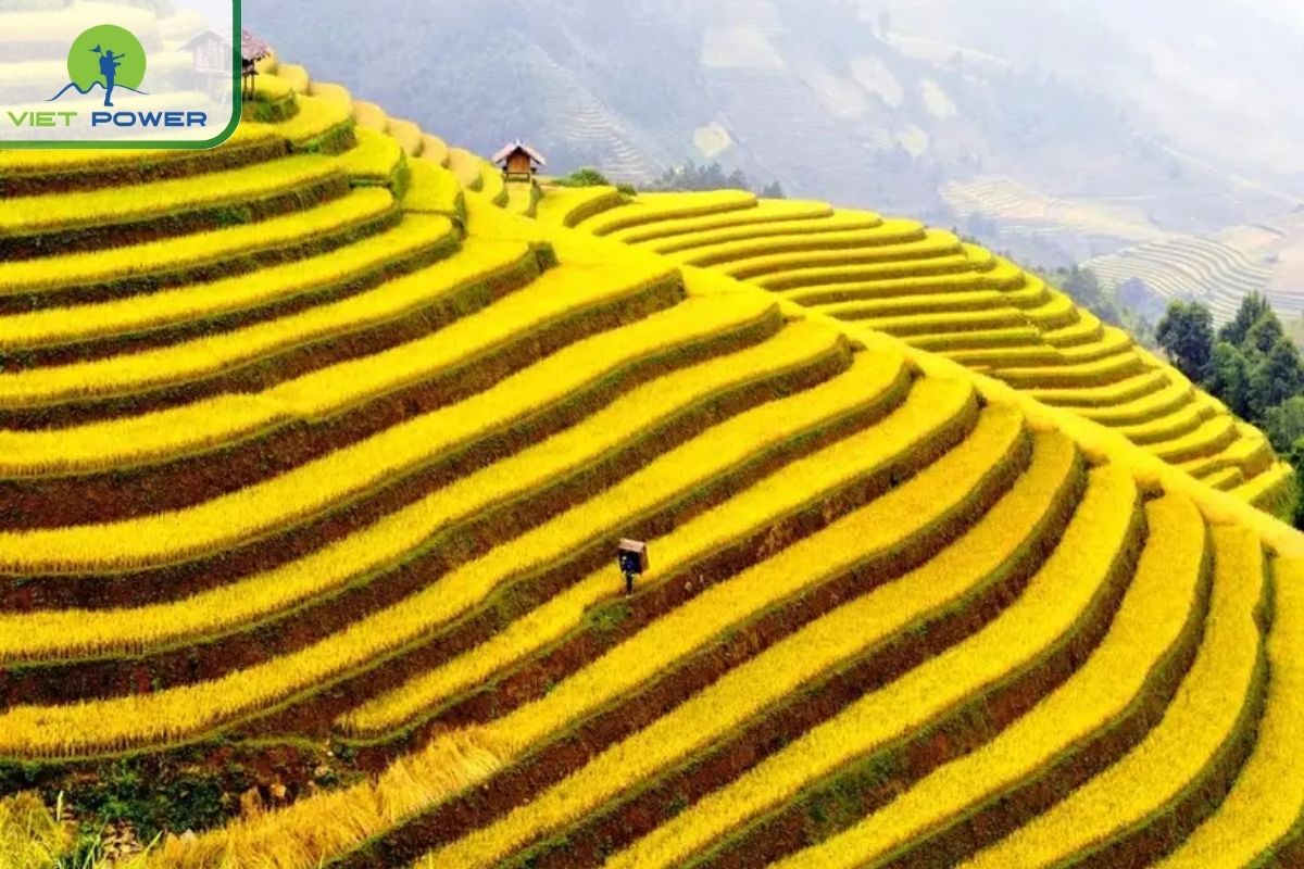 Golden Fields of Sapa
