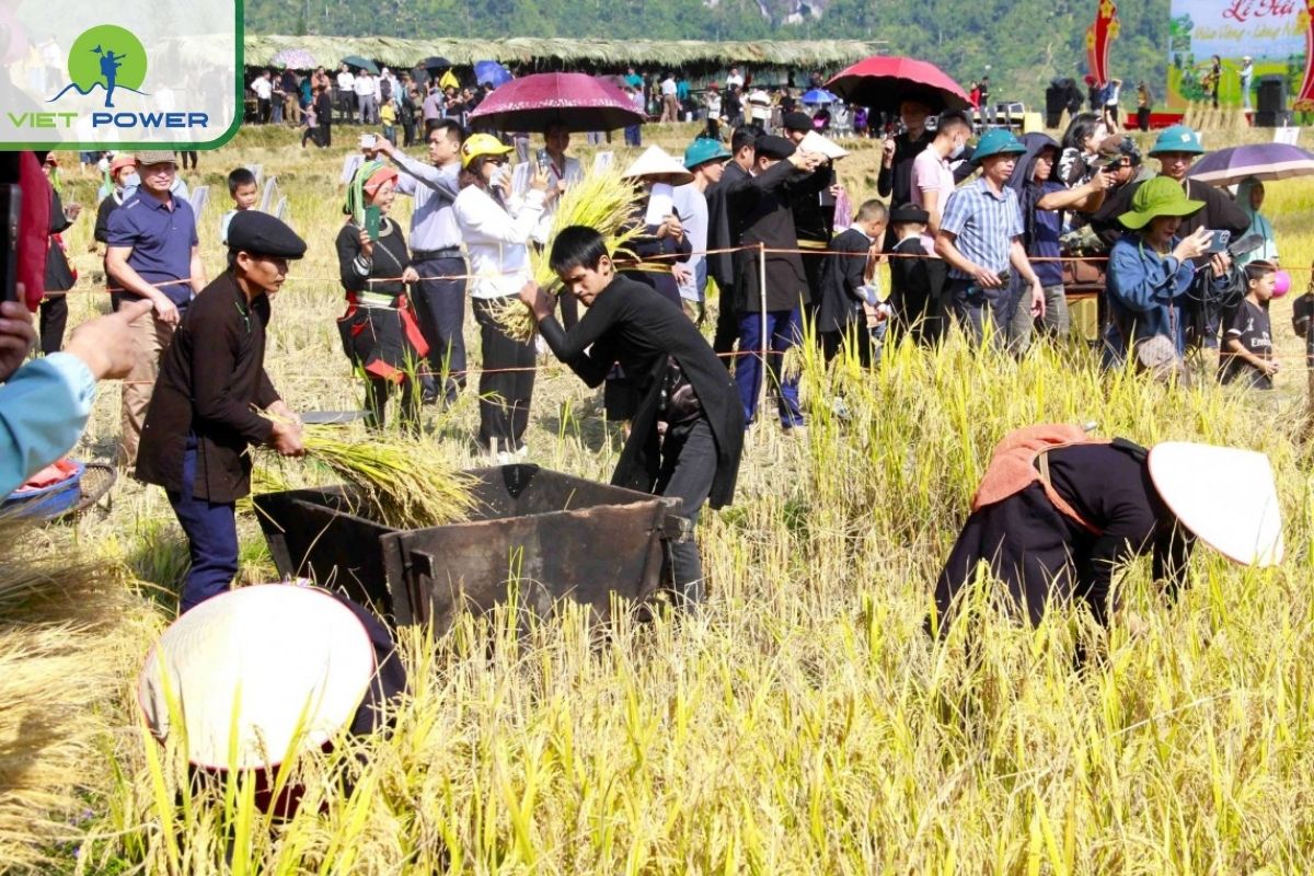 Autumn (September – November): Golden Glory