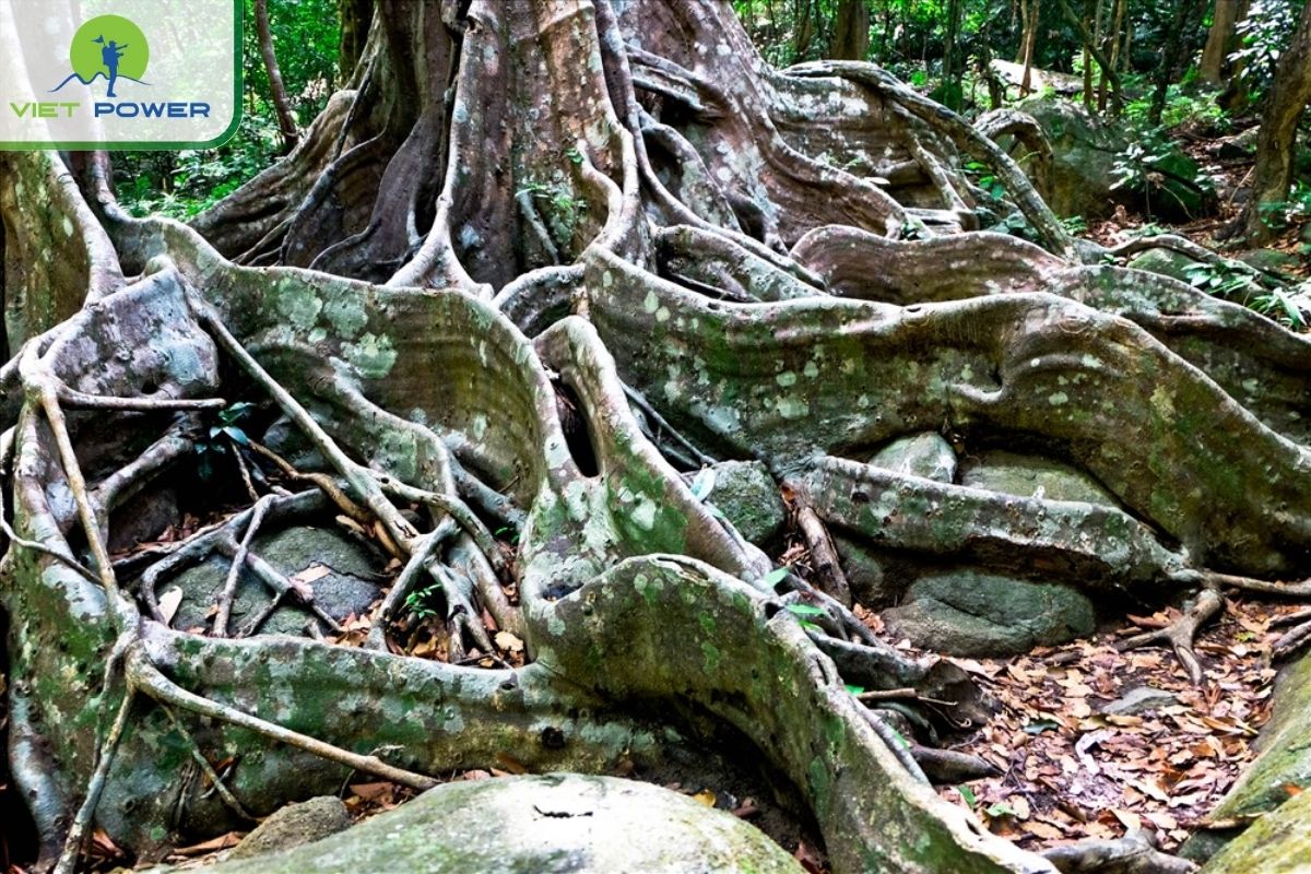 Giant Roots Like Crawling Snakes by Banyan Tree Danang