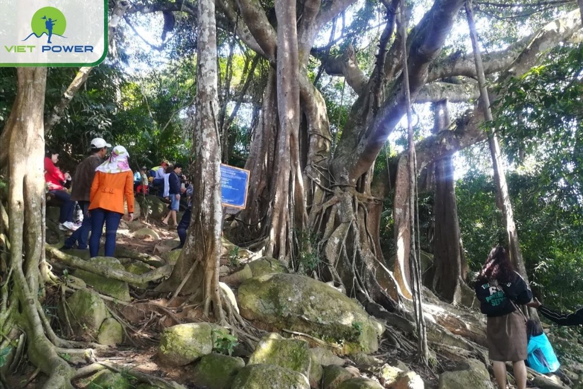 Admire the Tree’s Ancient Beauty