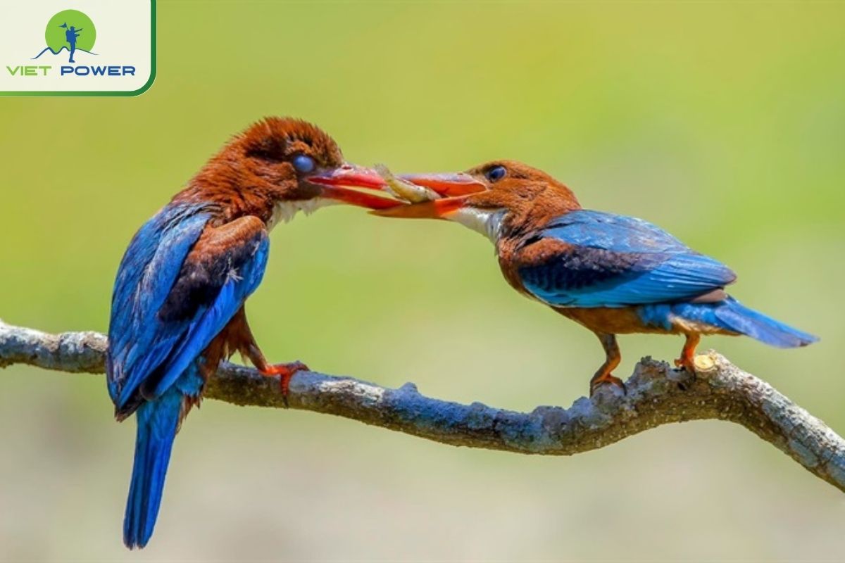 Kingfisher in the Forest around Hon Bung Bung