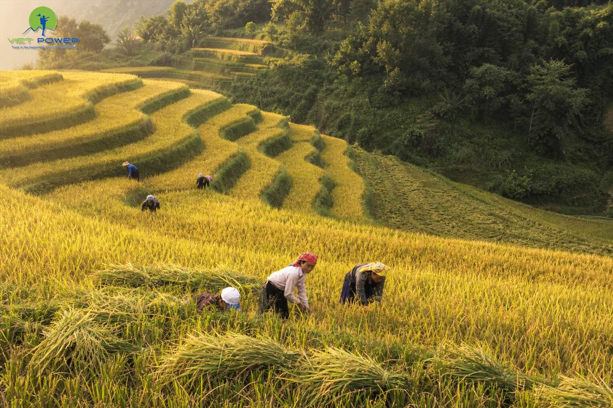 Local farmers harvesting ripe rice by hand on golden terraces in northern Vietnam