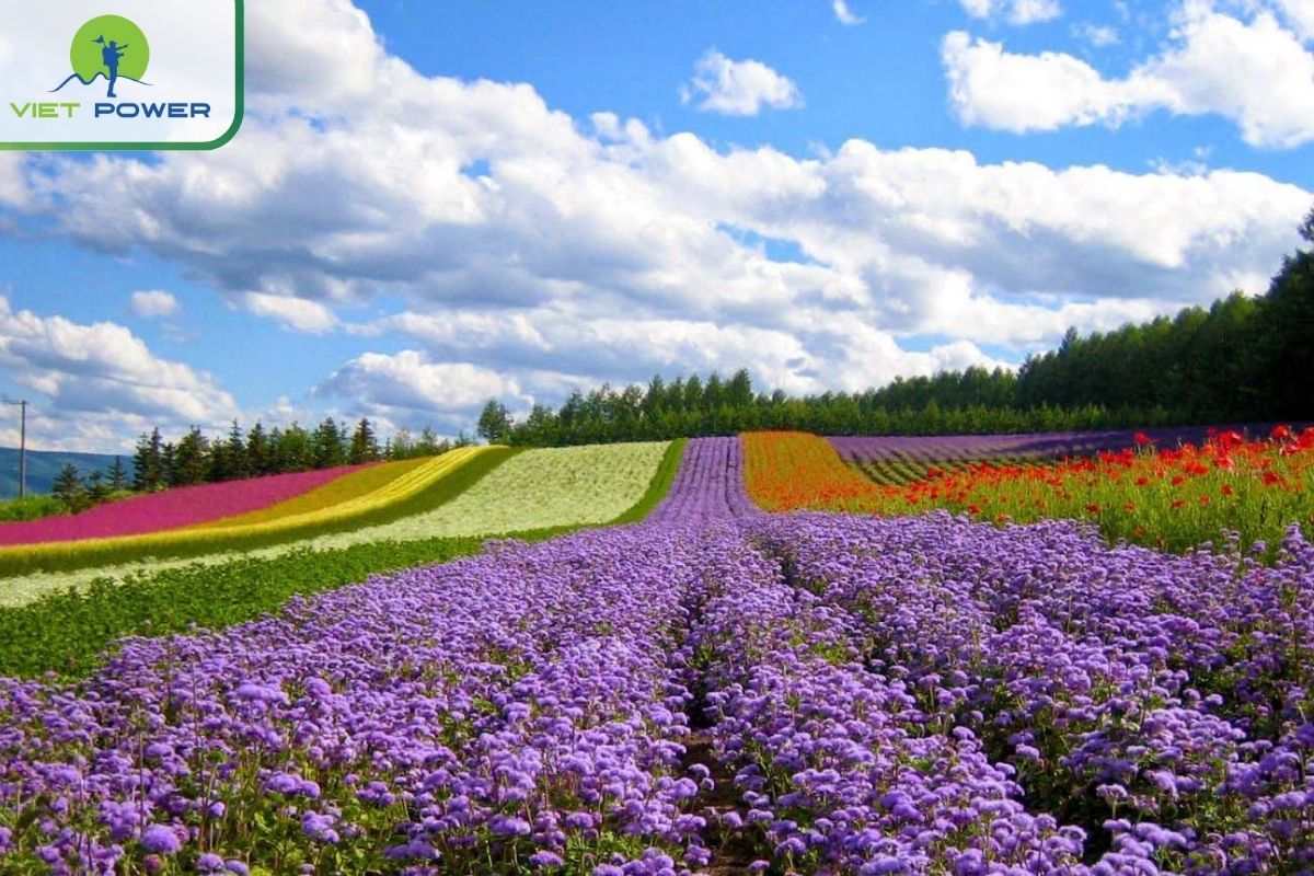 Top 8 Dalat Things To See For 2024: Sample Itineraries