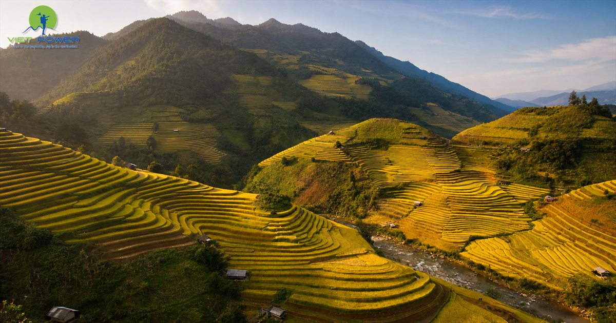 Golden rice terraces in Mu Cang Chai during Vietnam’s September harvest