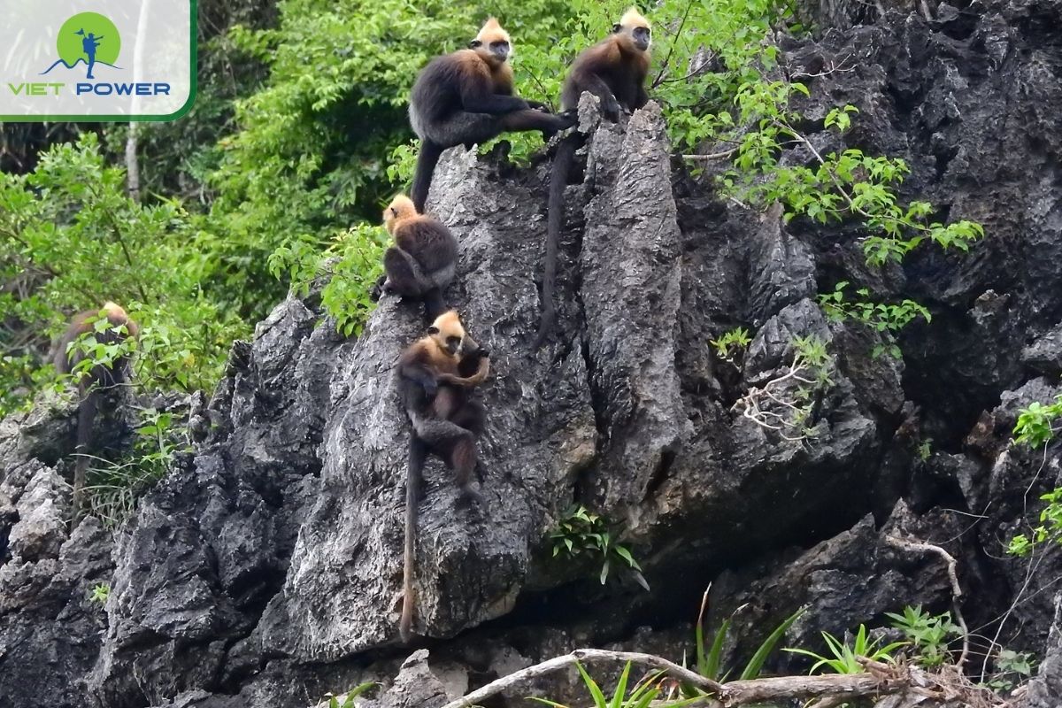 White-headed Langur in Tra Bau, Lan Ha Bay 