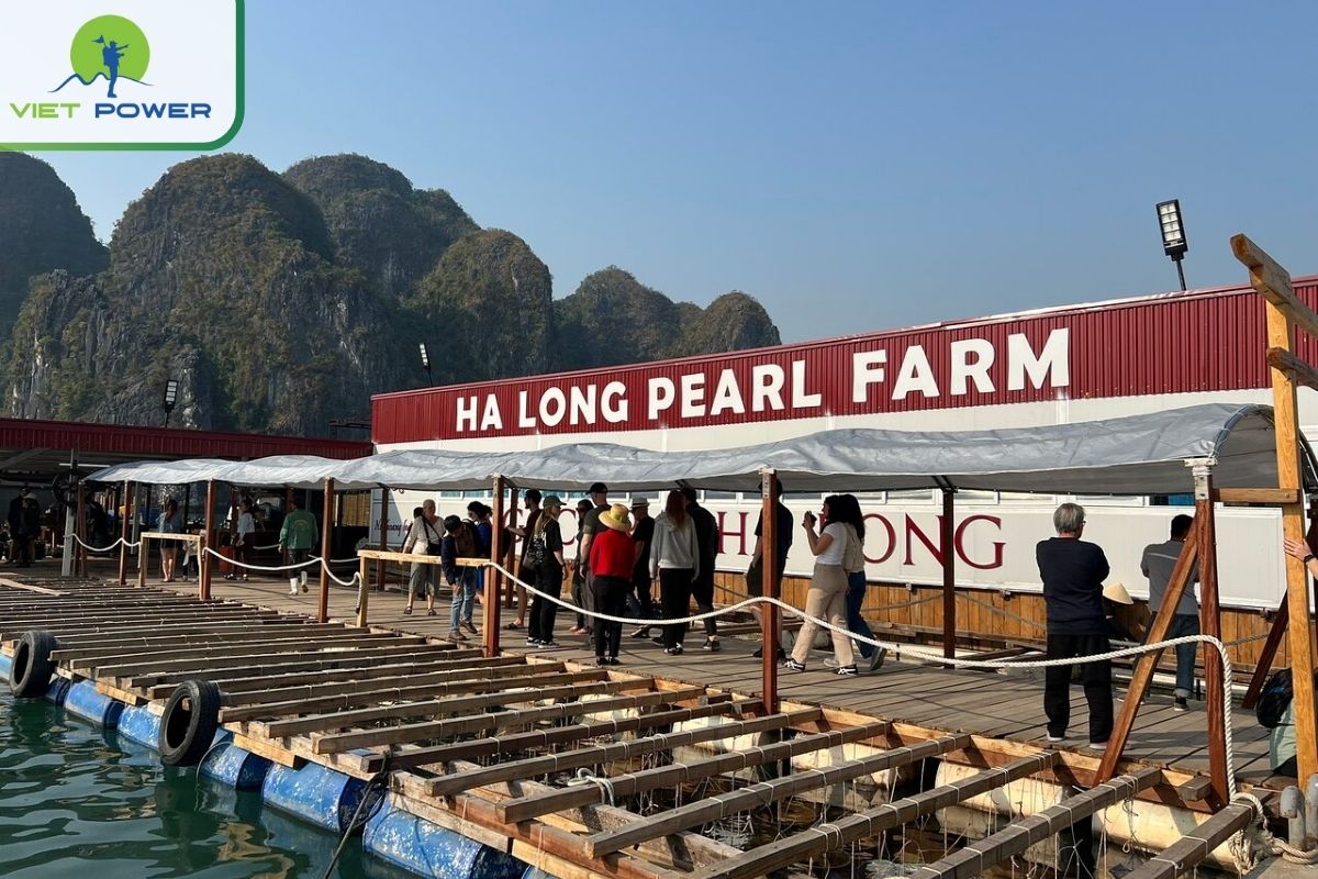 Exploring a pearl farm