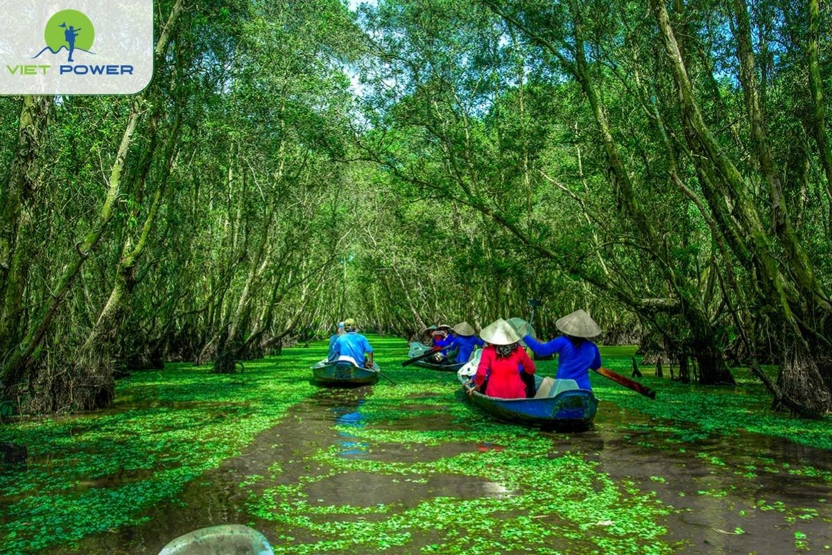 Tra Su Forest in August