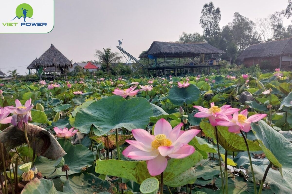 Lotus Fields in August: The Soul of Dong Thap