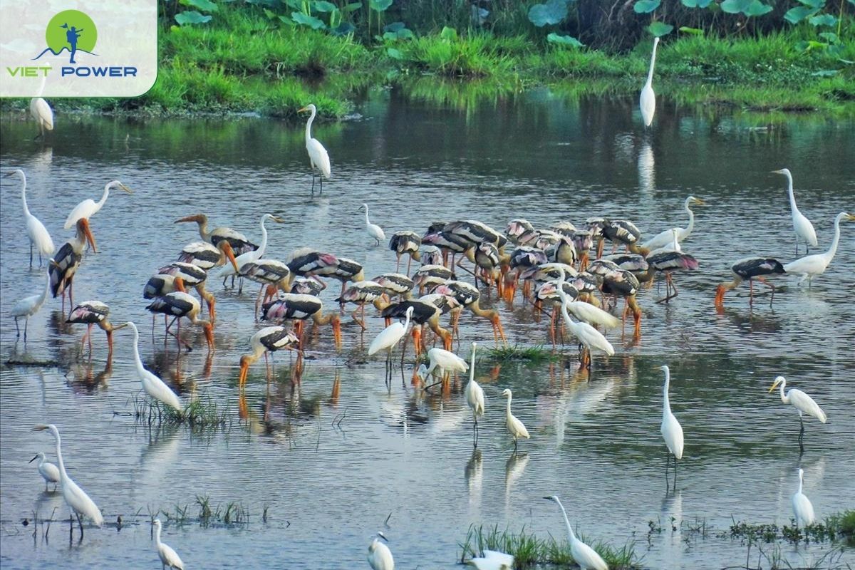 Tram Chim National Park for Wild Wetland Beauty