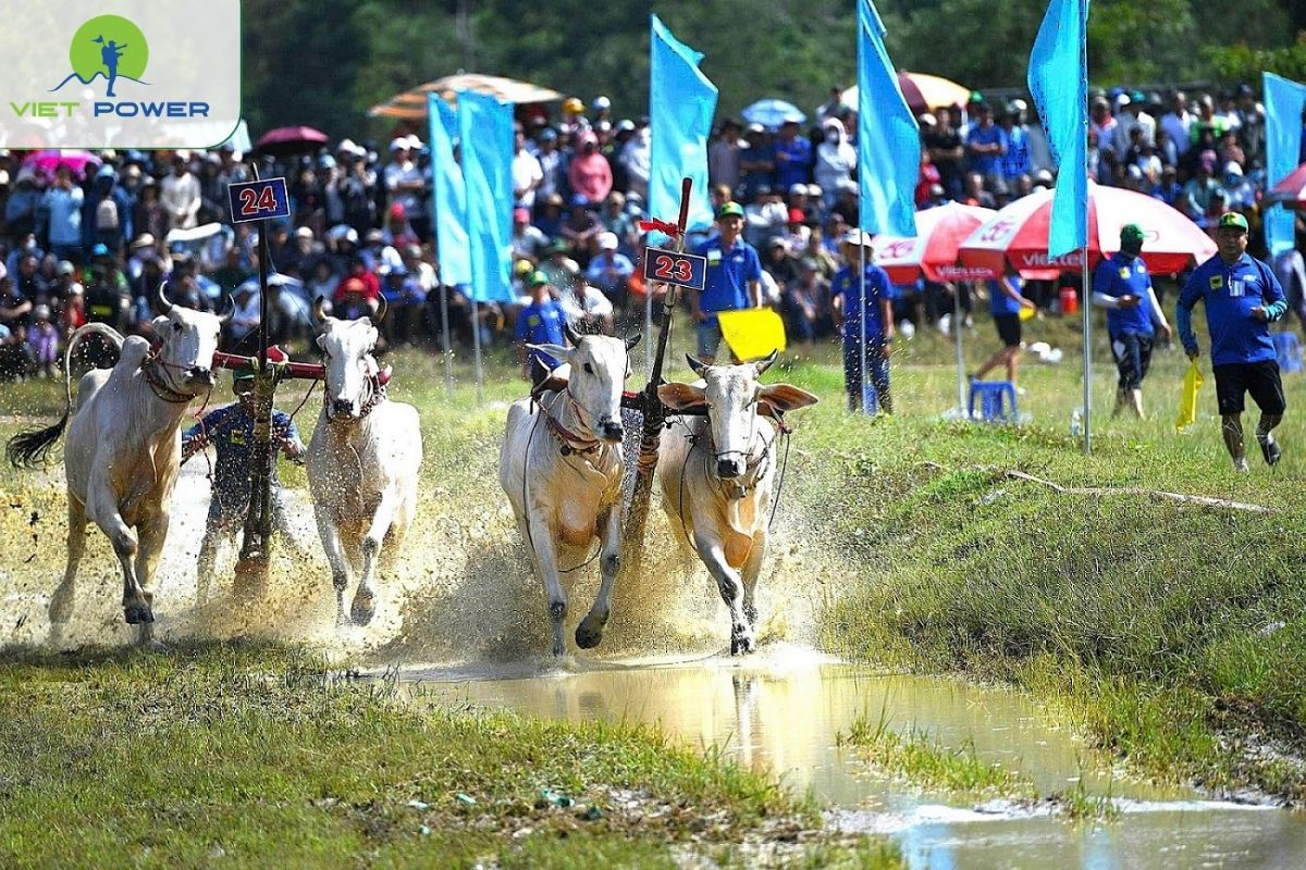 Bay Nui Ox Racing Festival