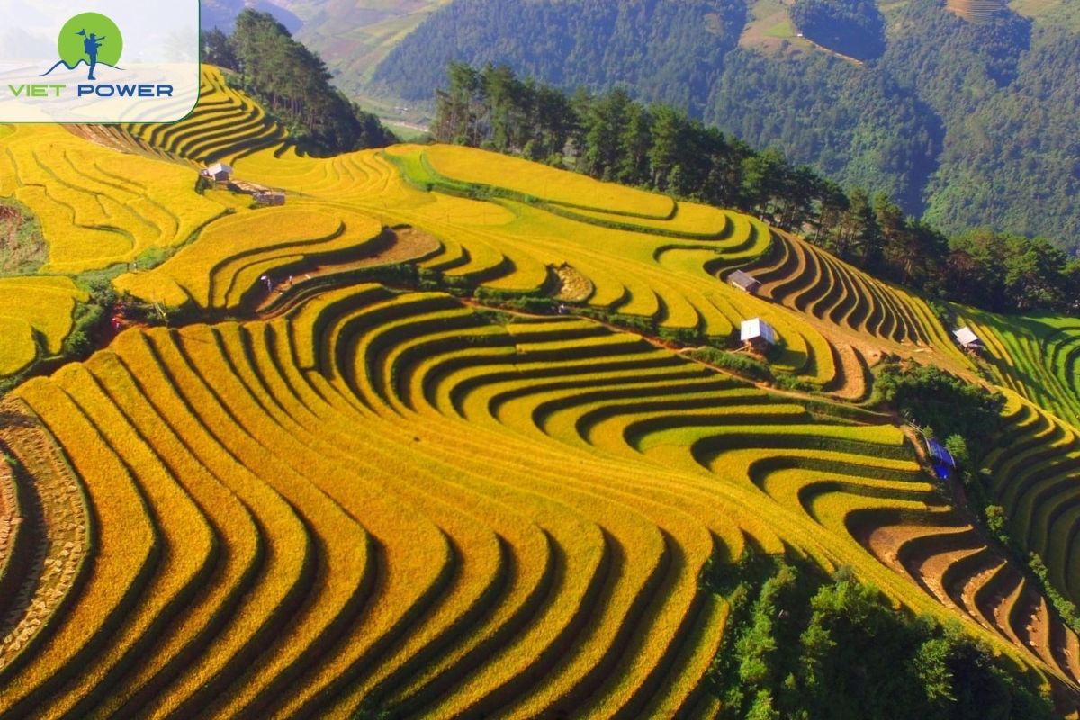 Golden Rice Season 