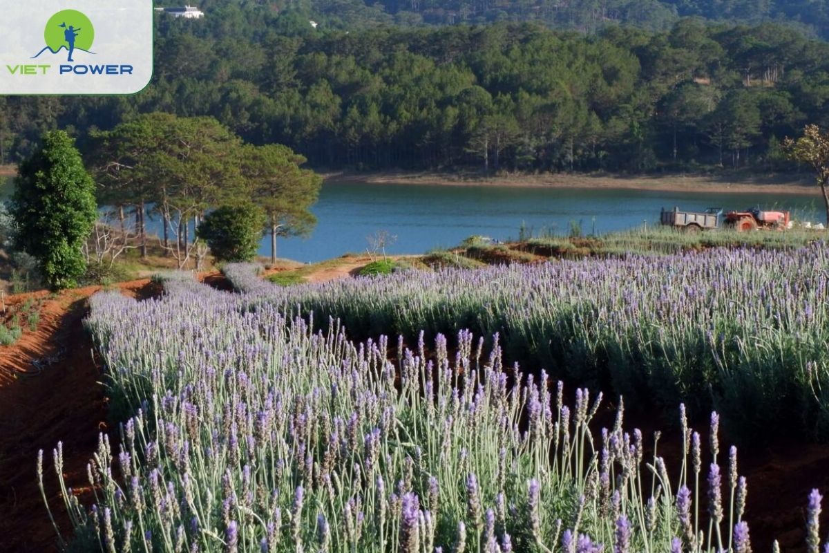 Cau Dat Lavender Area