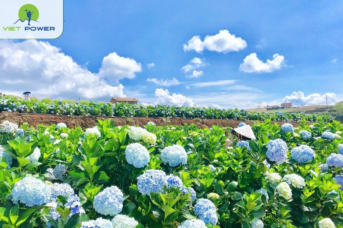 Hydrangea Garden Area