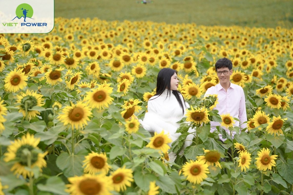 Sunflower Garden near Me Linh Coffee Garden