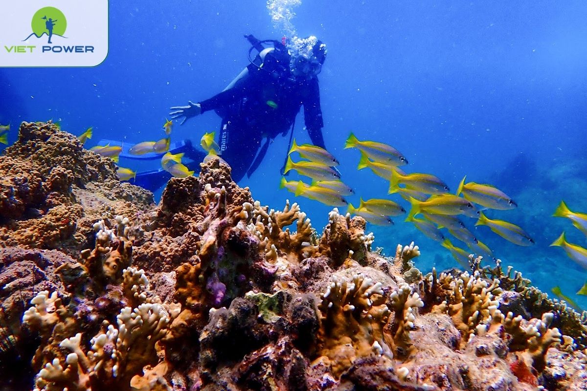 Snorkeling Areas (Bai Rang – Bai But)