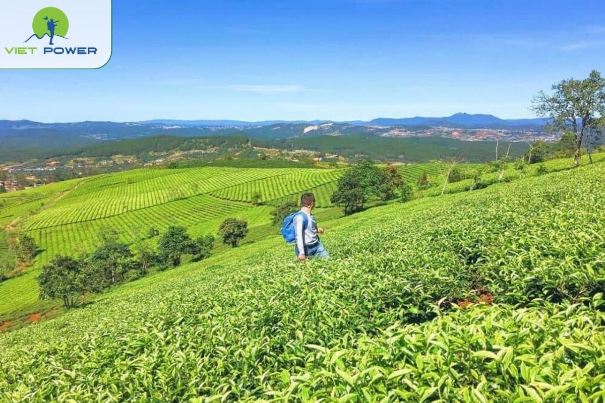Cau Dat tea hills