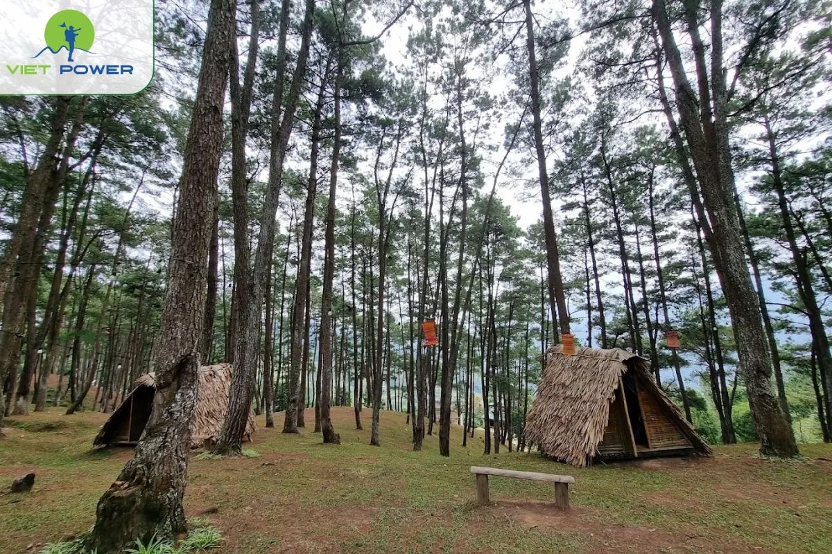 Yen Minh Pine Forest