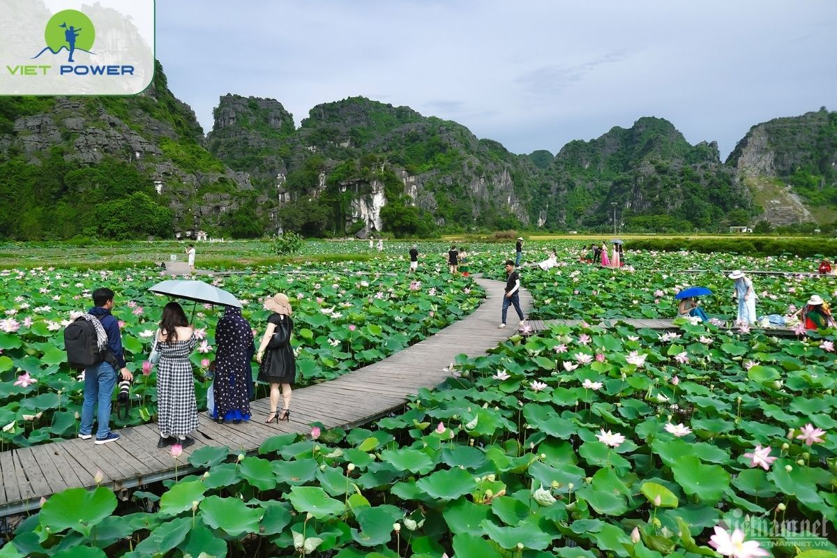 Photography of Rice Fields, Lotus Ponds and Rural Landscapes