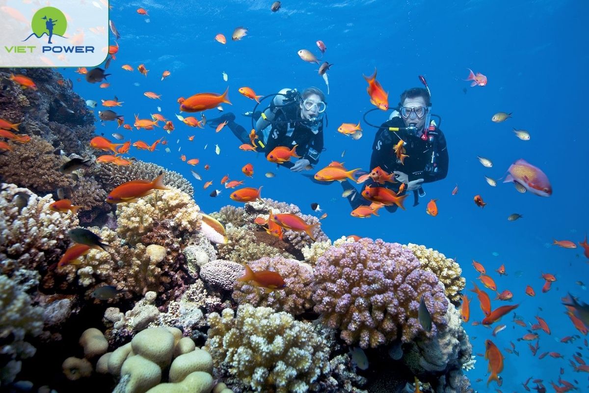 Try Snorkeling and Diving in Phu Quoc